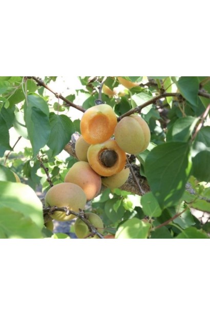 Міжвидовий гібрид Флейвор Делайт